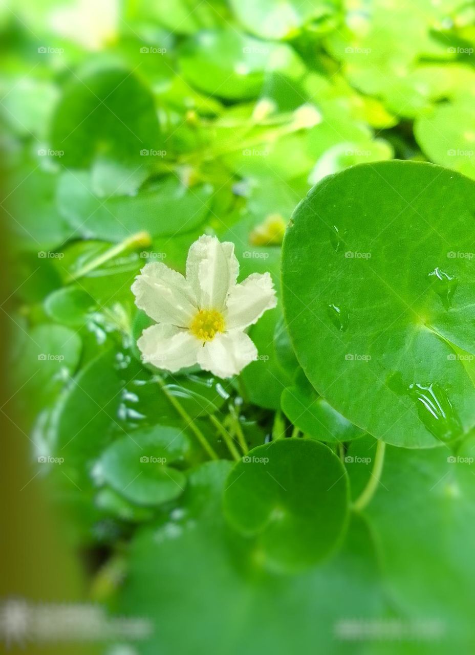 Kumudu flower