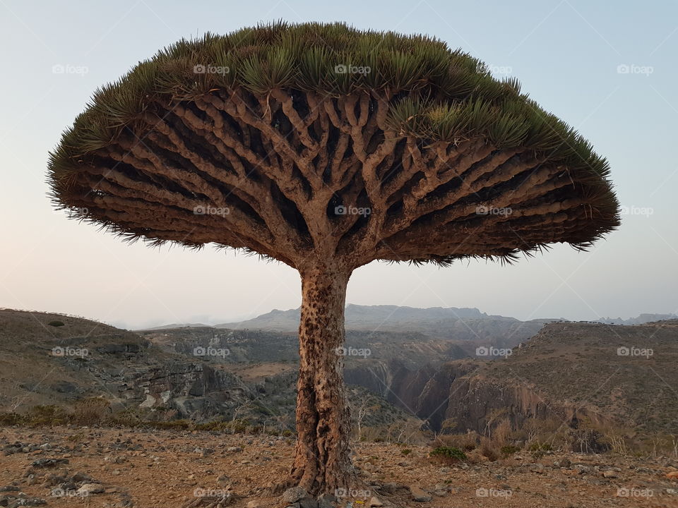 Giant dragon tree at Socotra island, Yemen