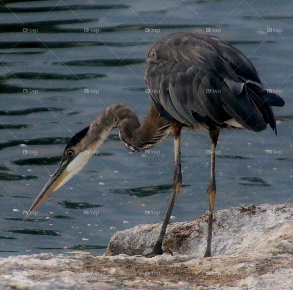 Great Blue Heron Looking for Fish