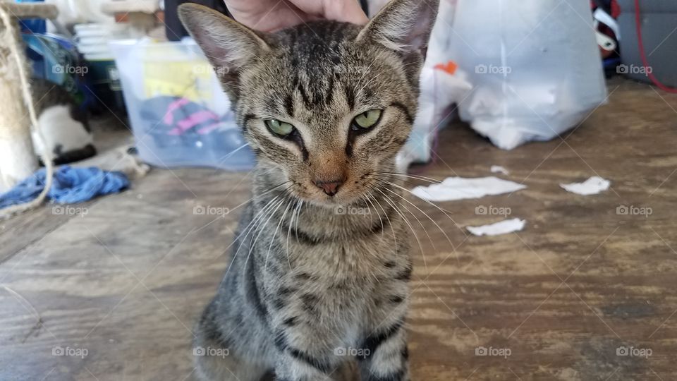 cat getting petted
