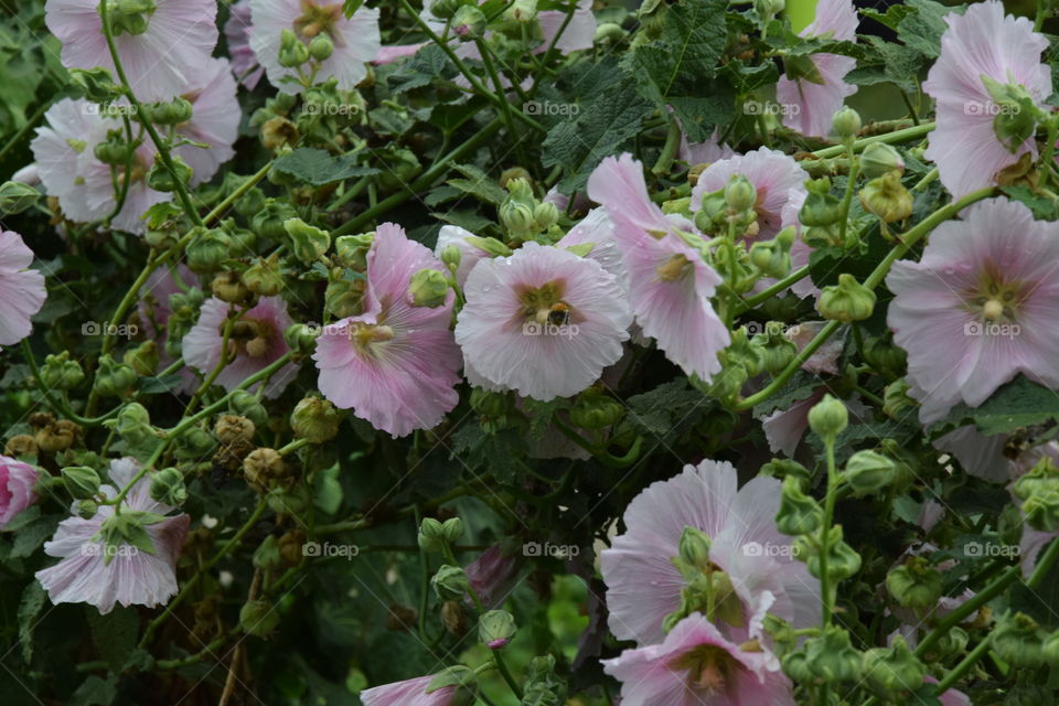 Hard worker under the rain