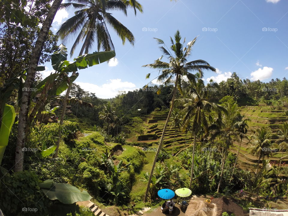 Rice paddies in Ubud, Bali. 