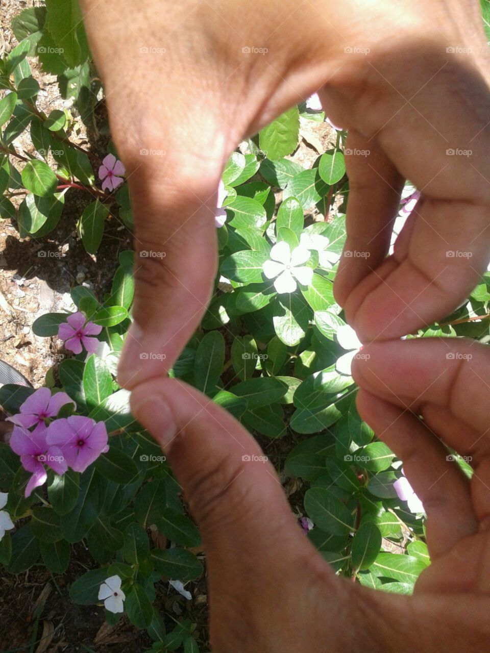 Flower, Nature, Outdoors, People, Leaf