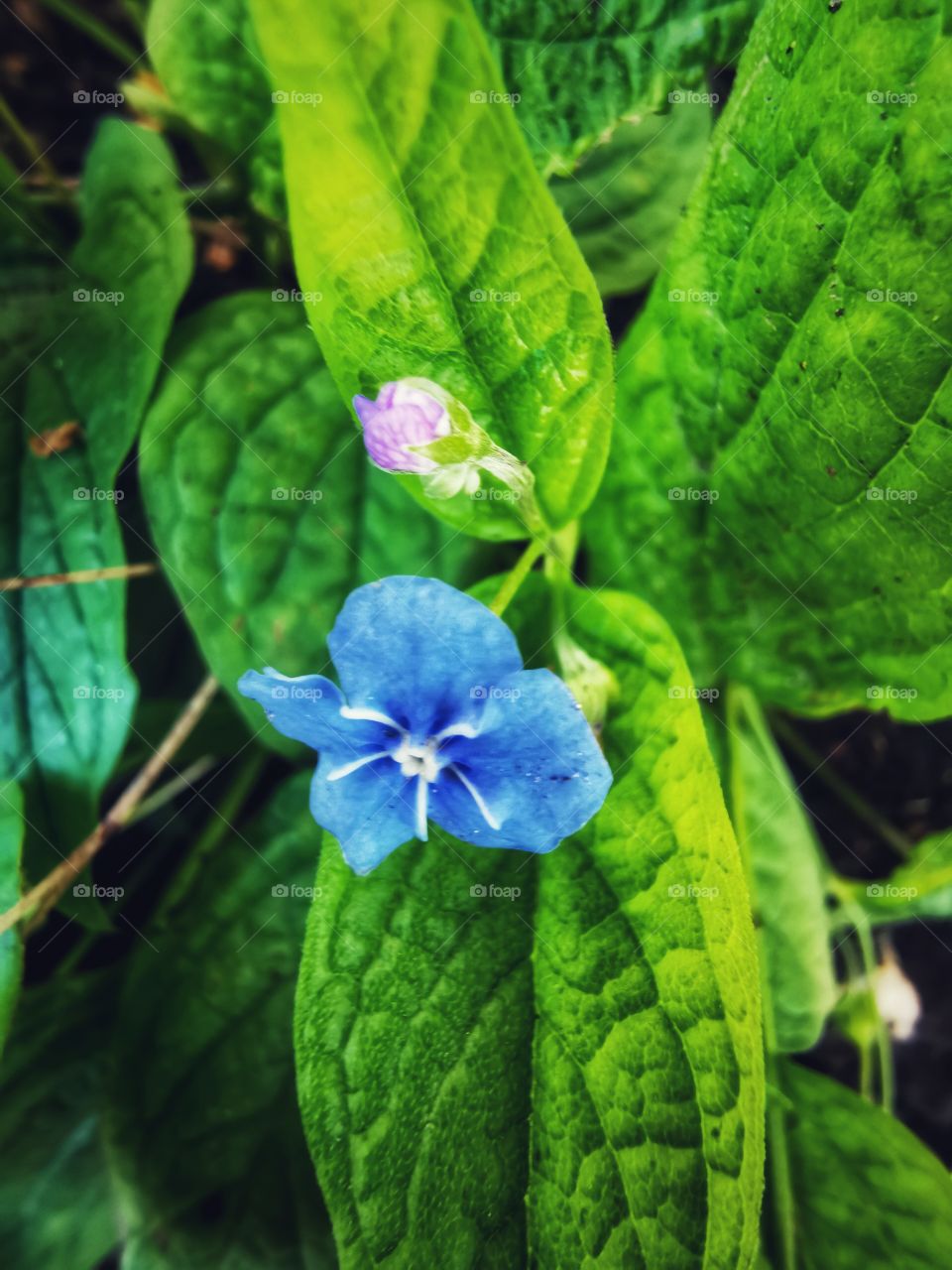 Forest day outdoor nature greens wild forest greens sky clouds moody