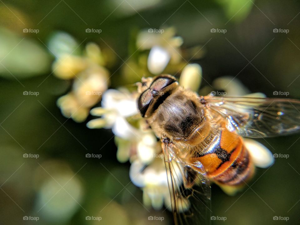 hoverfly pollinating flowers