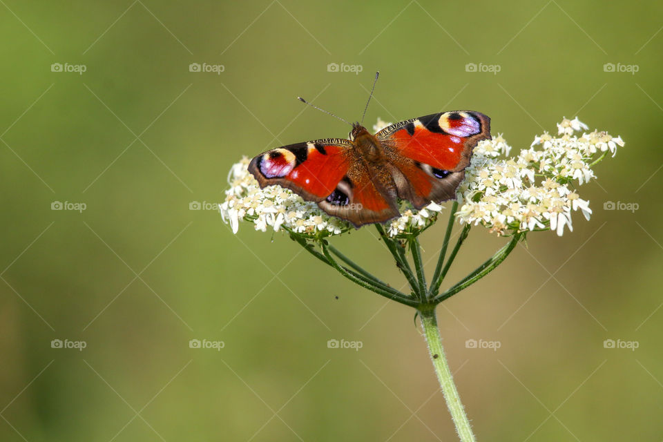 Butterfly on a flower plant