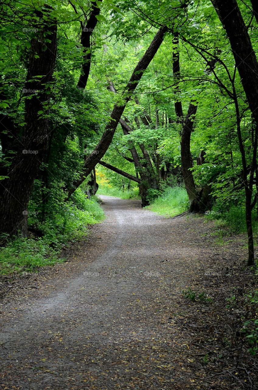 Footpath leading toward the forest