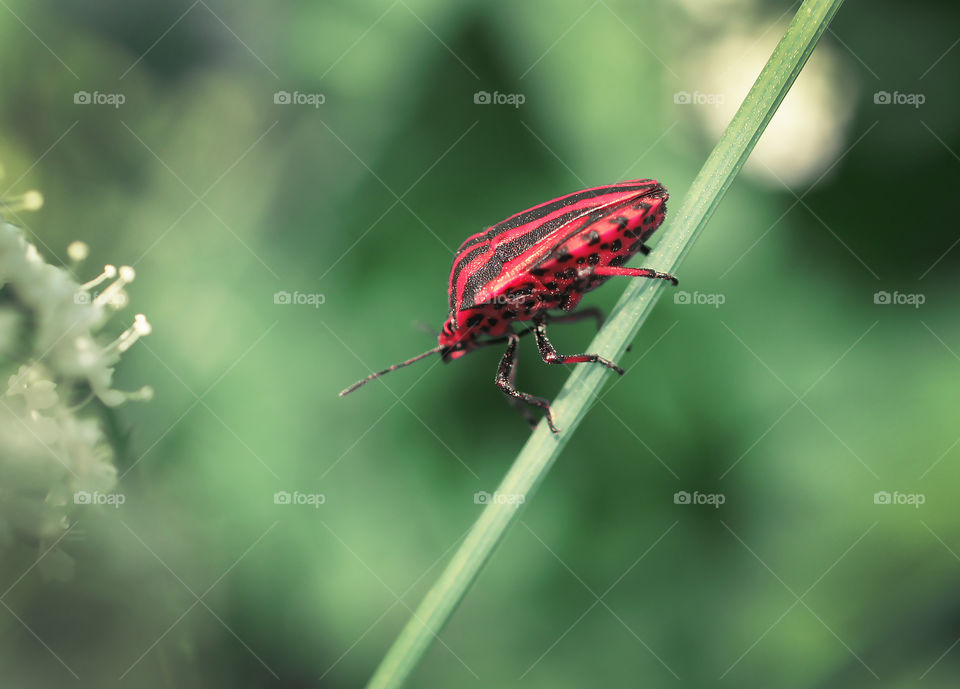 red bug