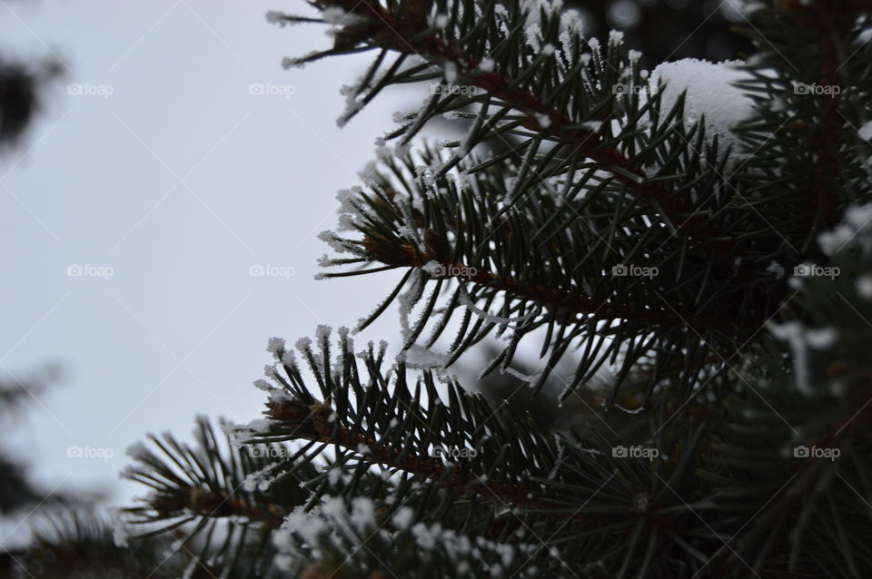 Spruce, tree, snow, needles, winter,