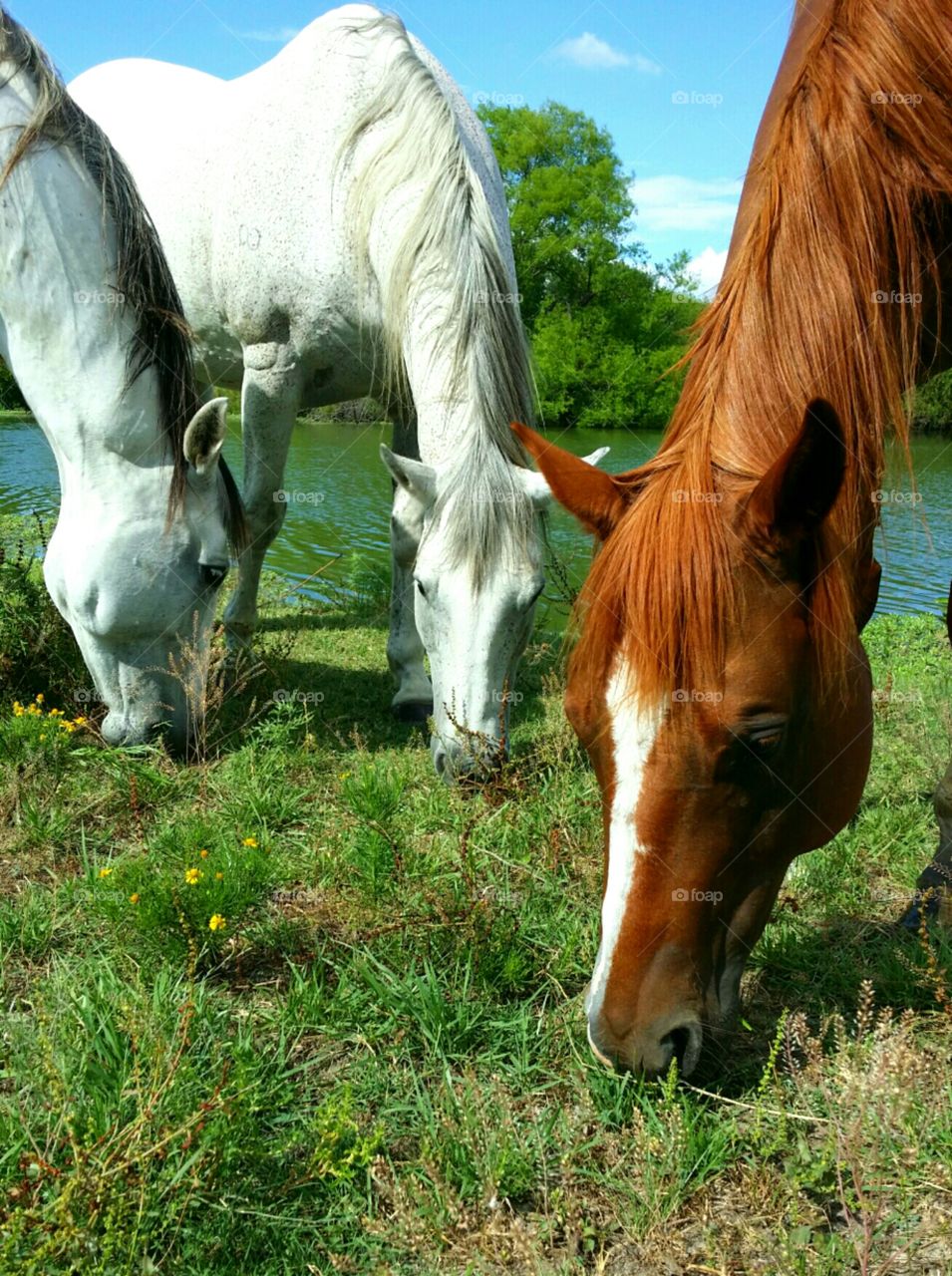 cavalry