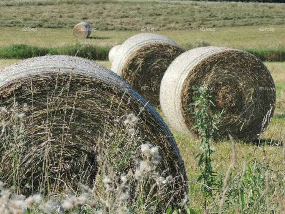 round bales. hay