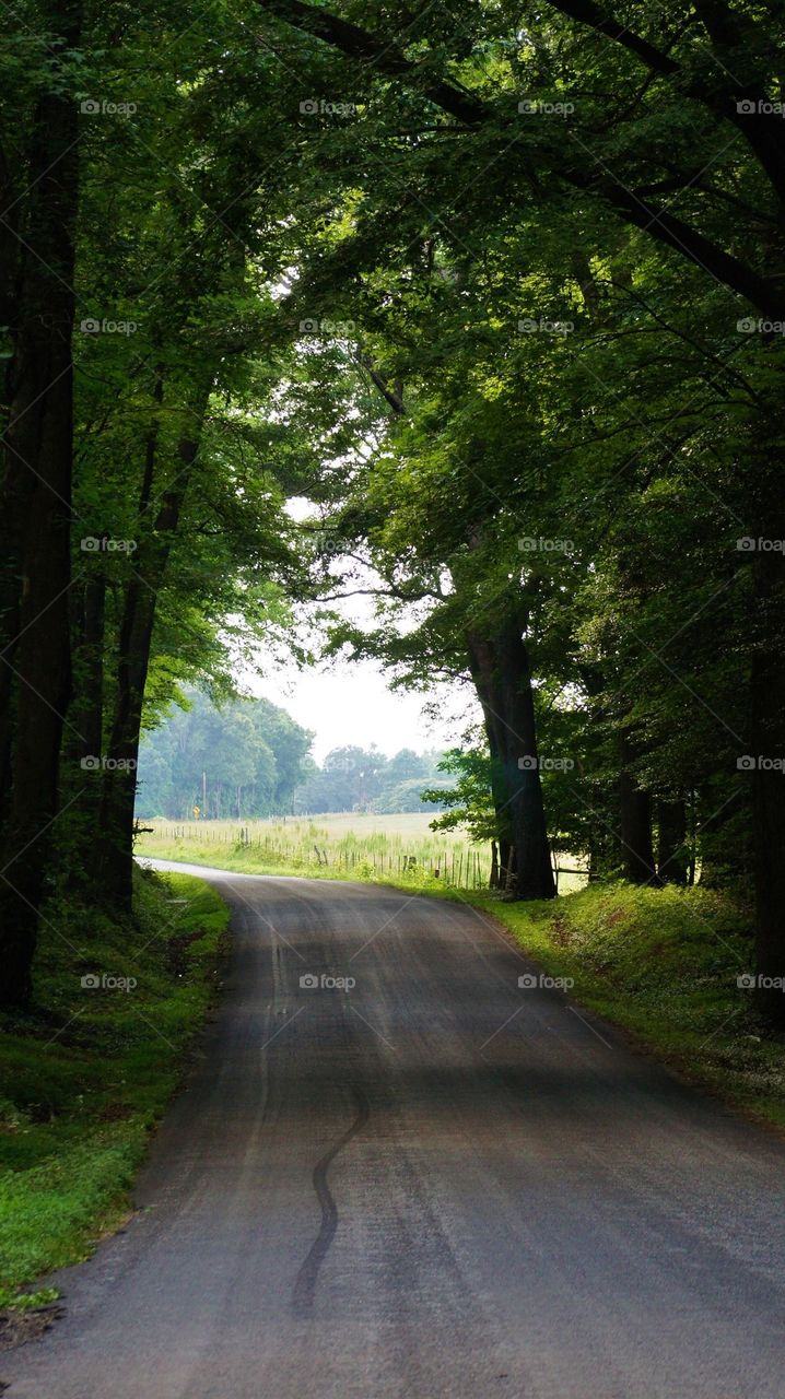 Empty road amidst trees