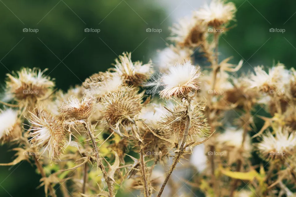 Nature