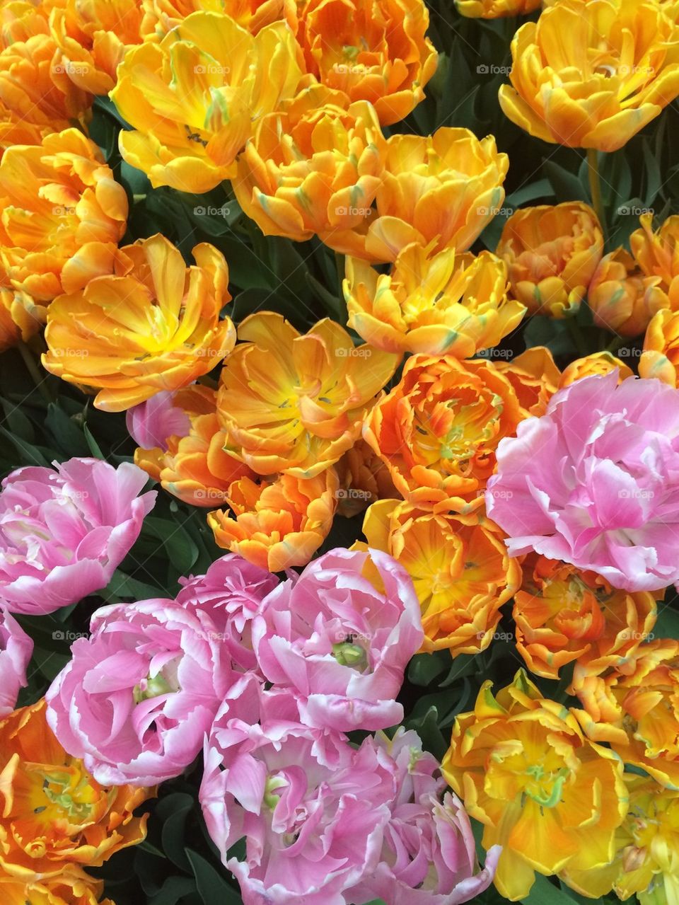 Pink and Yellow Tulips