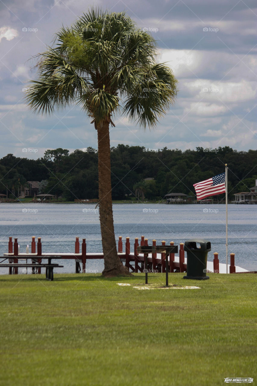 Lone Palm Tree