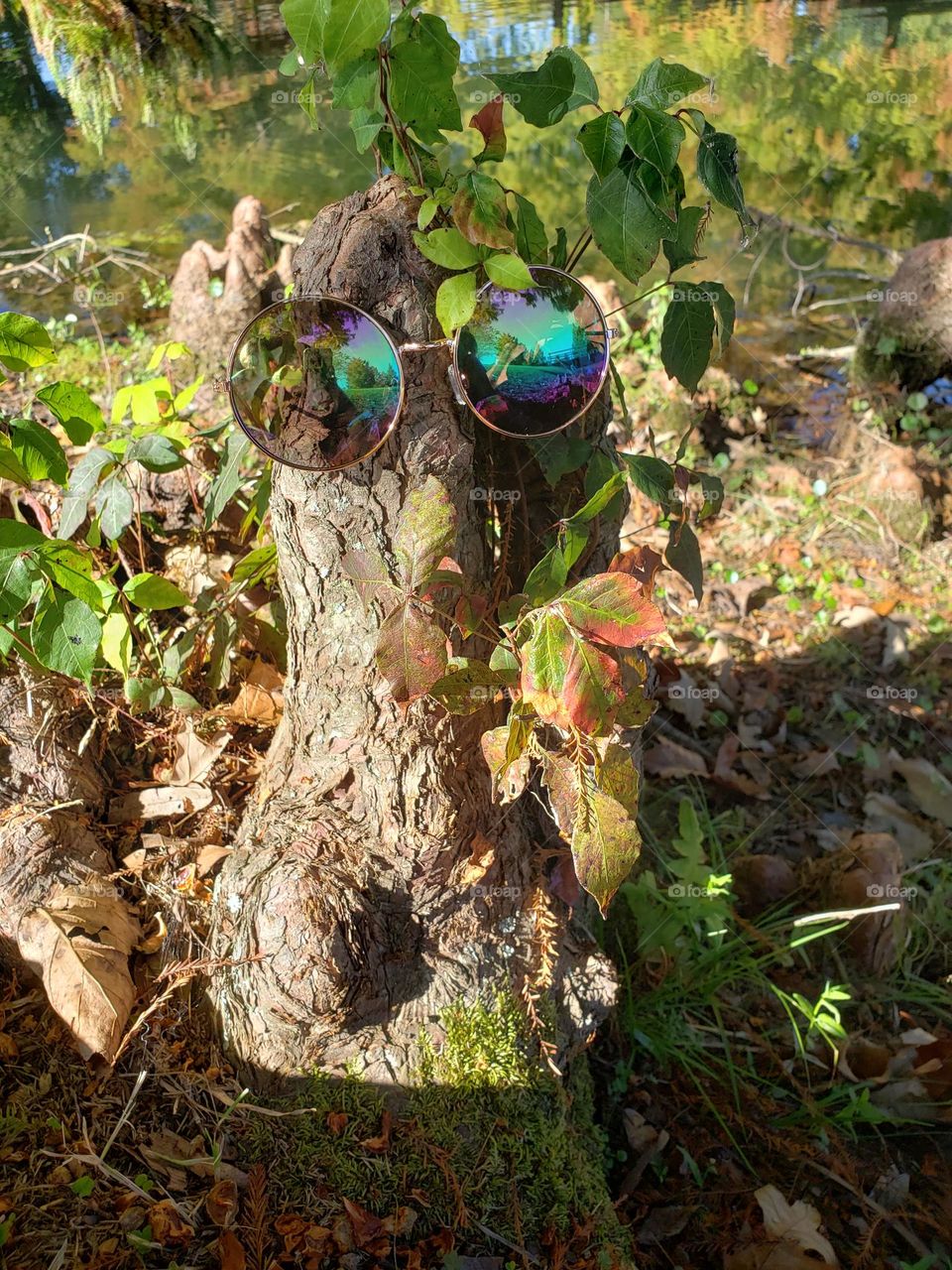 glasses on the face  tree ,multicolor