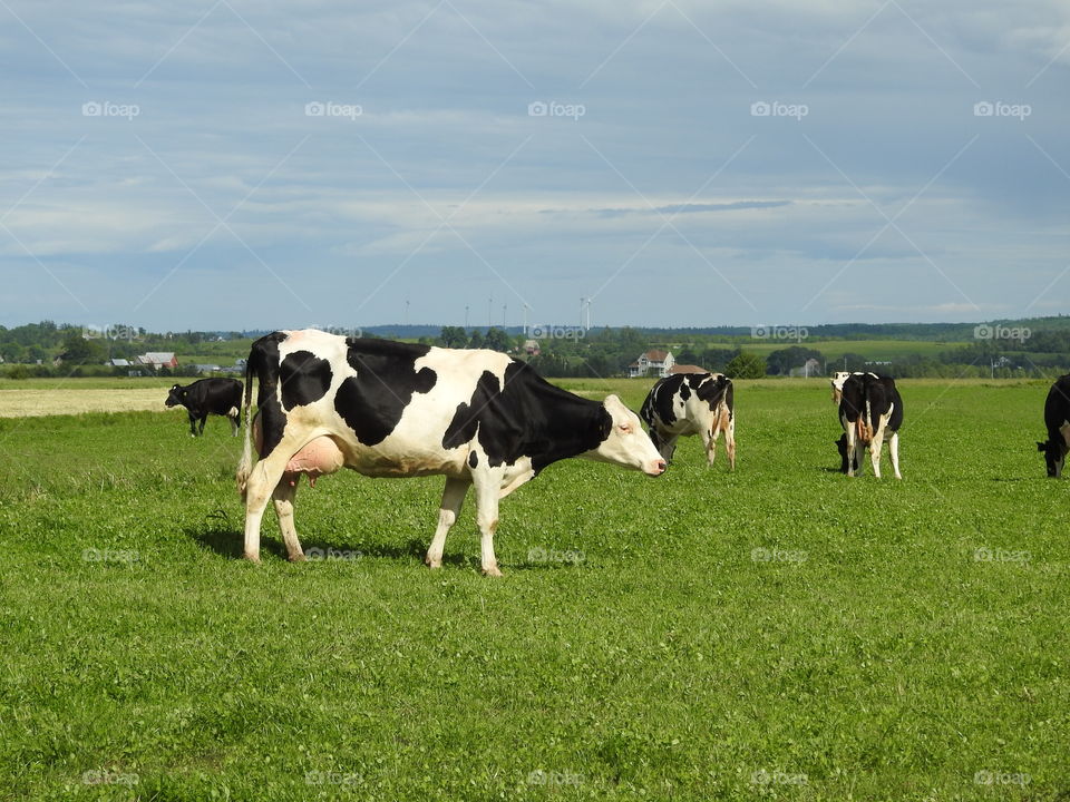 Black and white Holstein cows seen in a pasture in rural Nova Scotia 