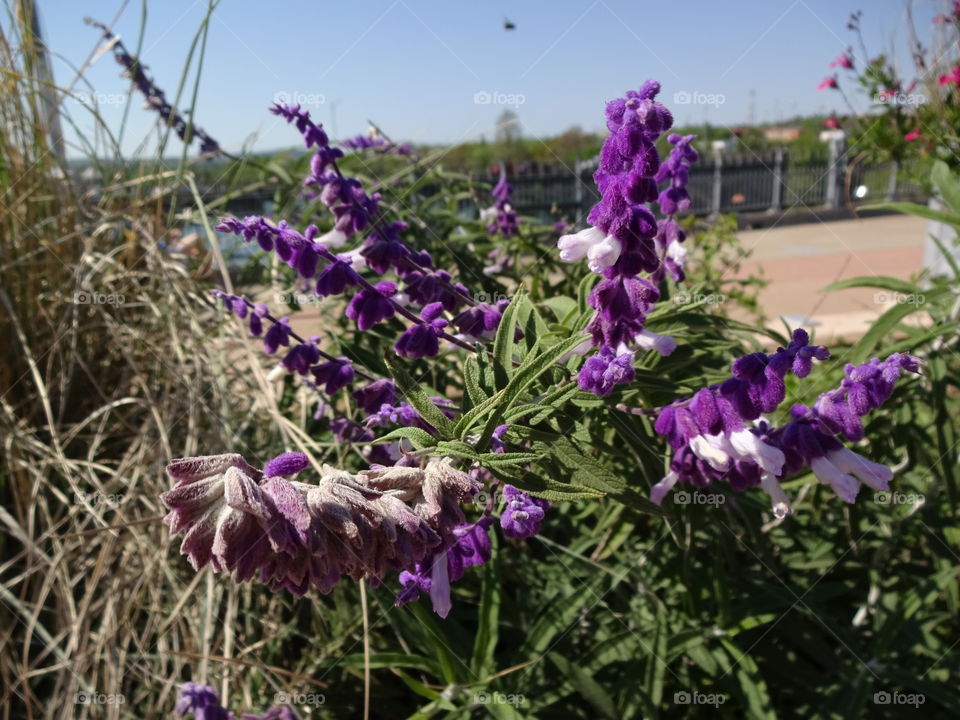 Mexican Bush sage