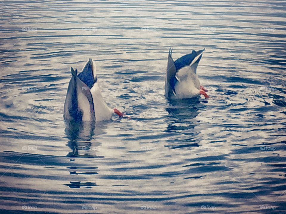 2 ducks dive for food, with their tails in the air surrounded by water ripples, the colour is muted which makes their bright orange feet stand out