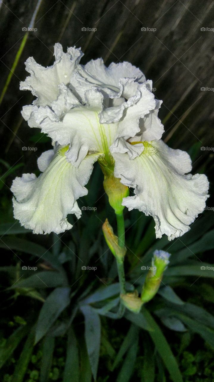 iris flower