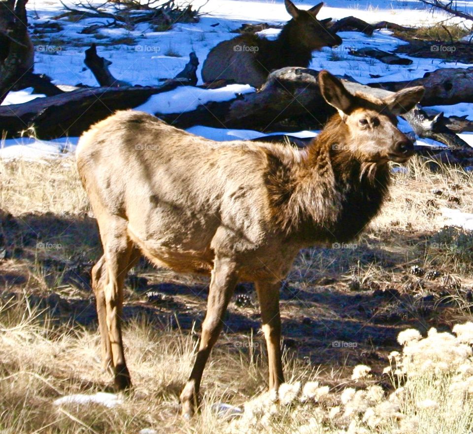 Wild Animals of the United States