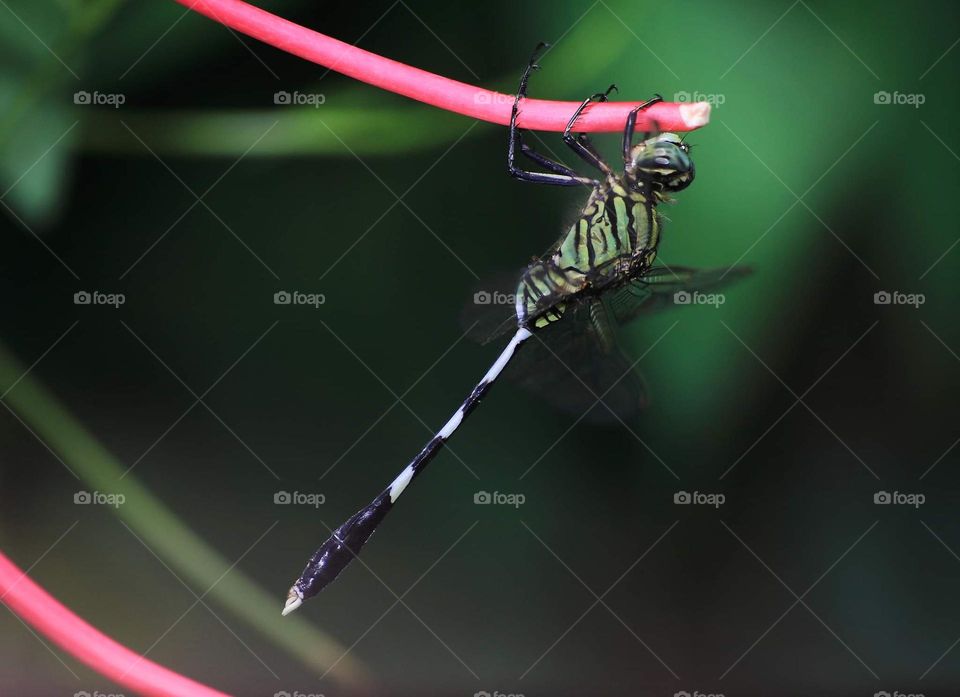 Elevate type perching on dragonfly. It's Green Marsh Hawk, Capung Badaknin Indonesia for resting at the lowland plant interest. The dragonfly's going to spend along minutes for its behavior. Or justbsomething continue the patrol surround the yard .