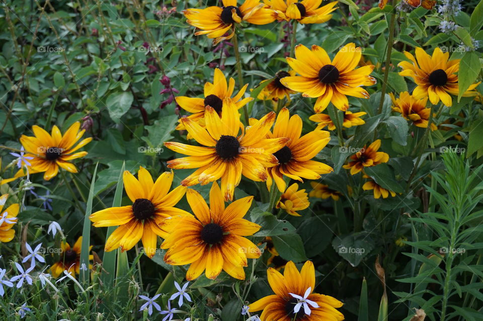 Daisies in NYC . Flowers in the upper east side 