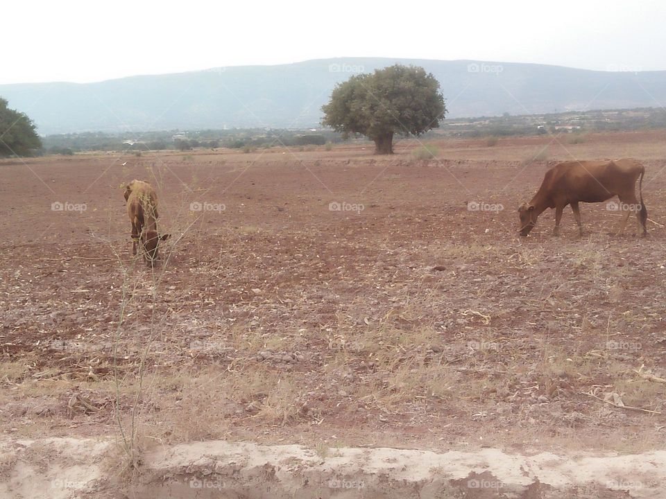 The cows in the field and view to an argania spinosa.