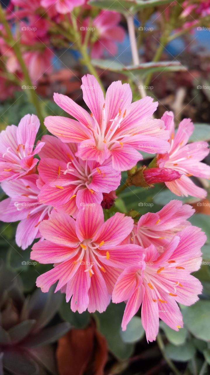 pink sedum flowers . more evidence of spring 