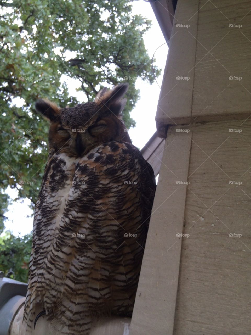 Owl on a ledge, part three.