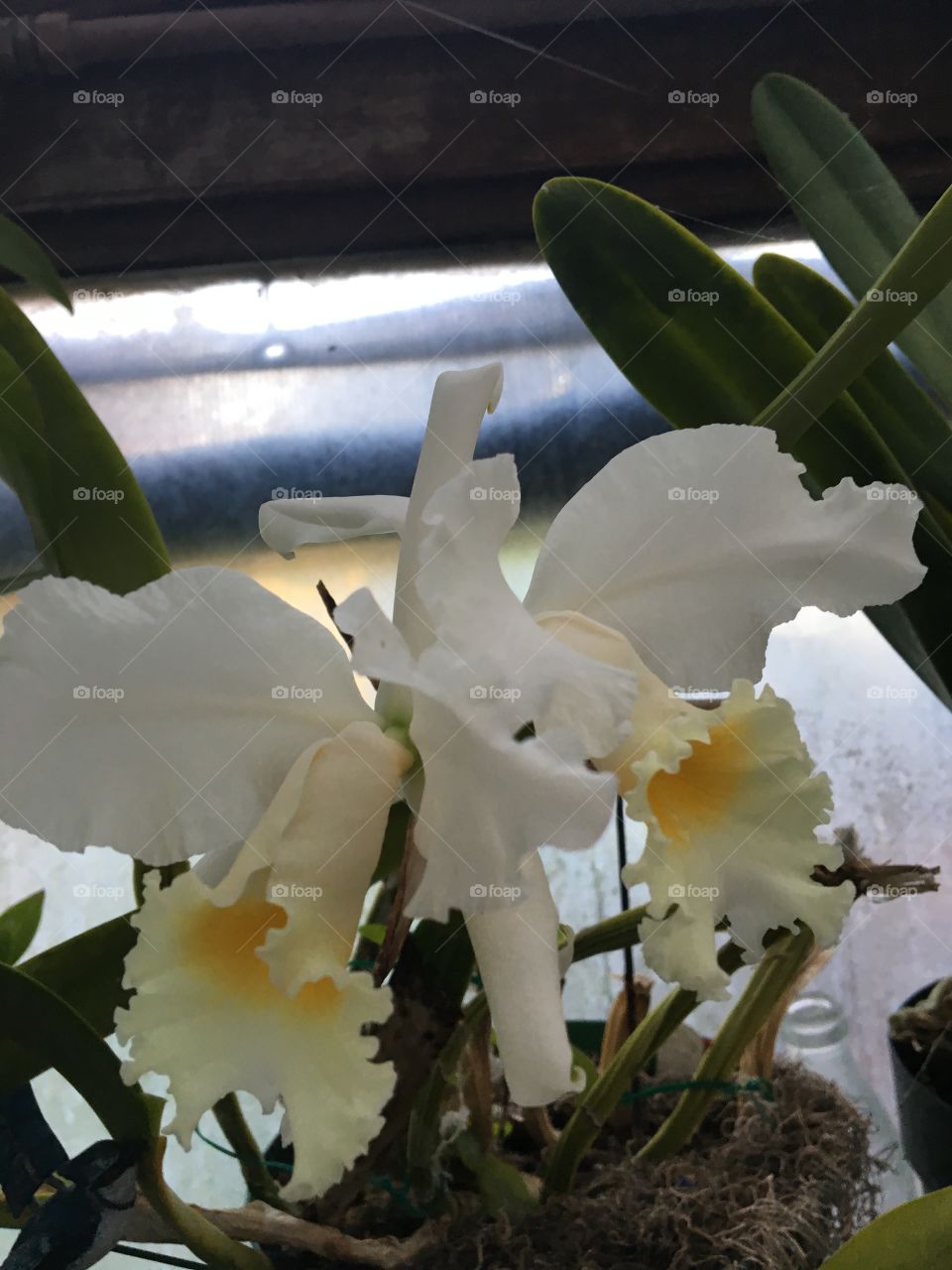 Orchids white and yellow