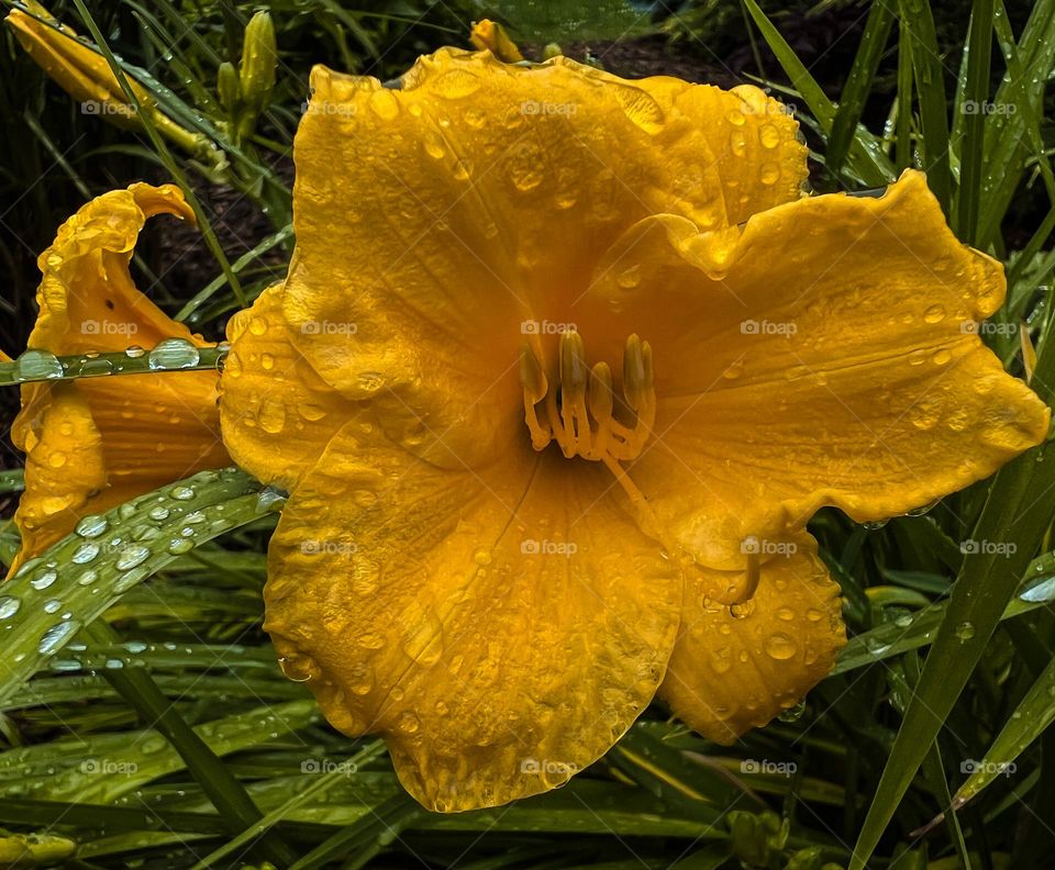 Rainy summer day with a close up of a yellow flower with rain drops on the petals and leaves 