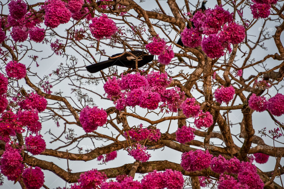 Tree with flowers and bird