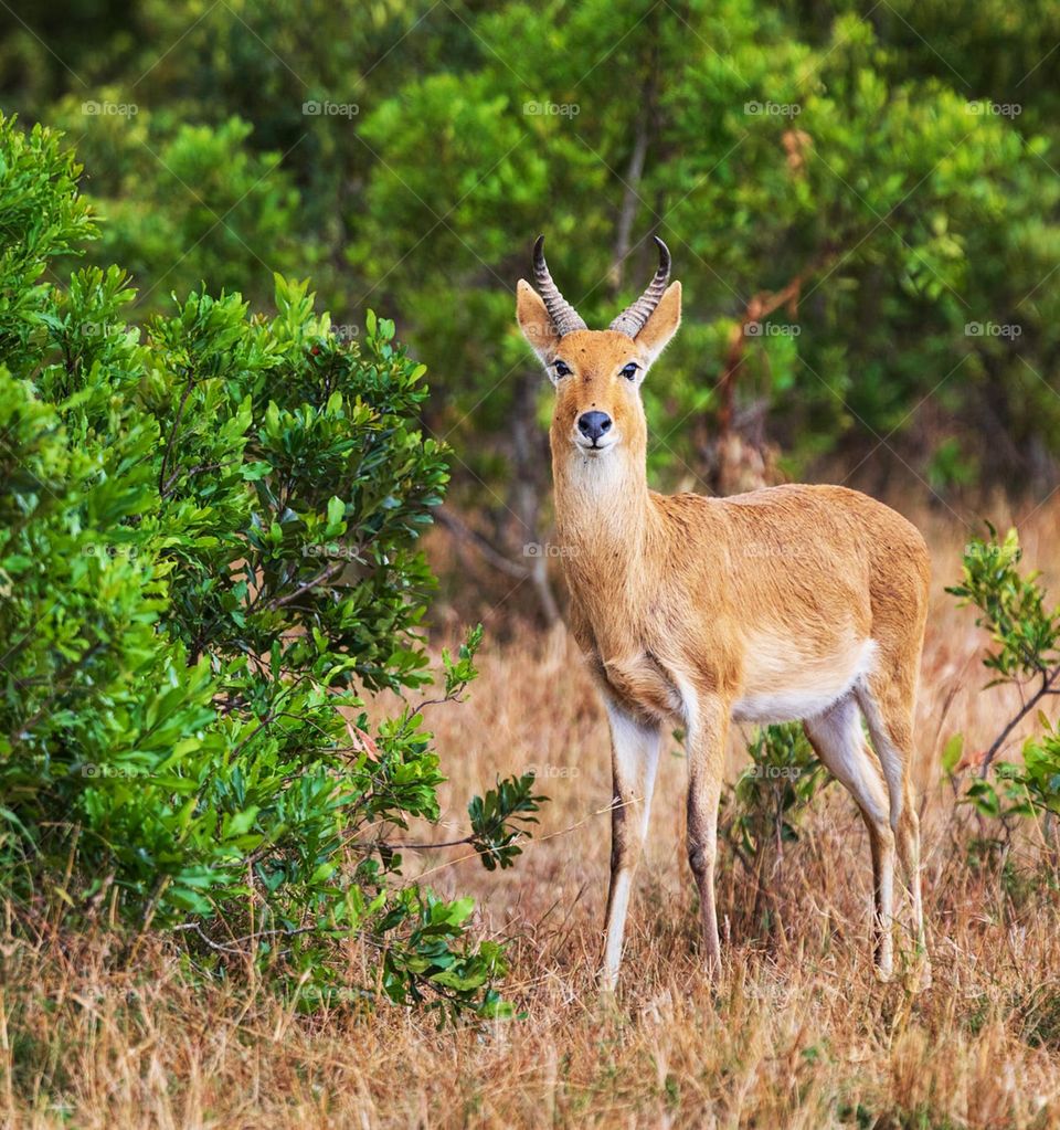 Kenya Wildlife Pictures