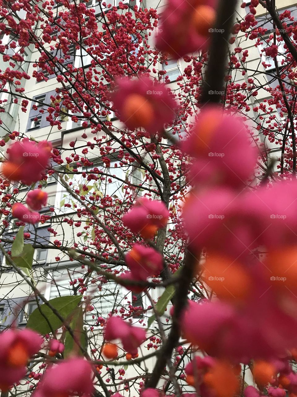 Pink flowers plants 