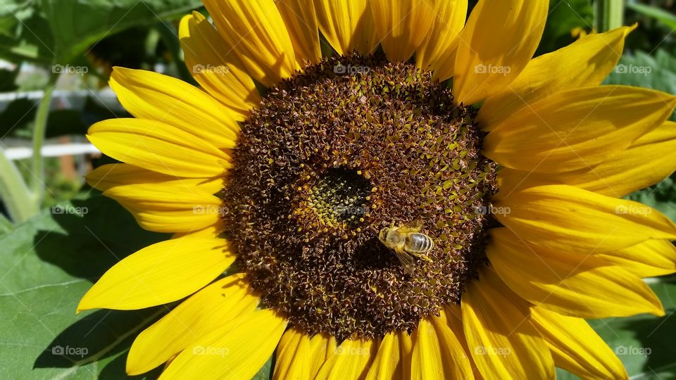 bee on sunflower