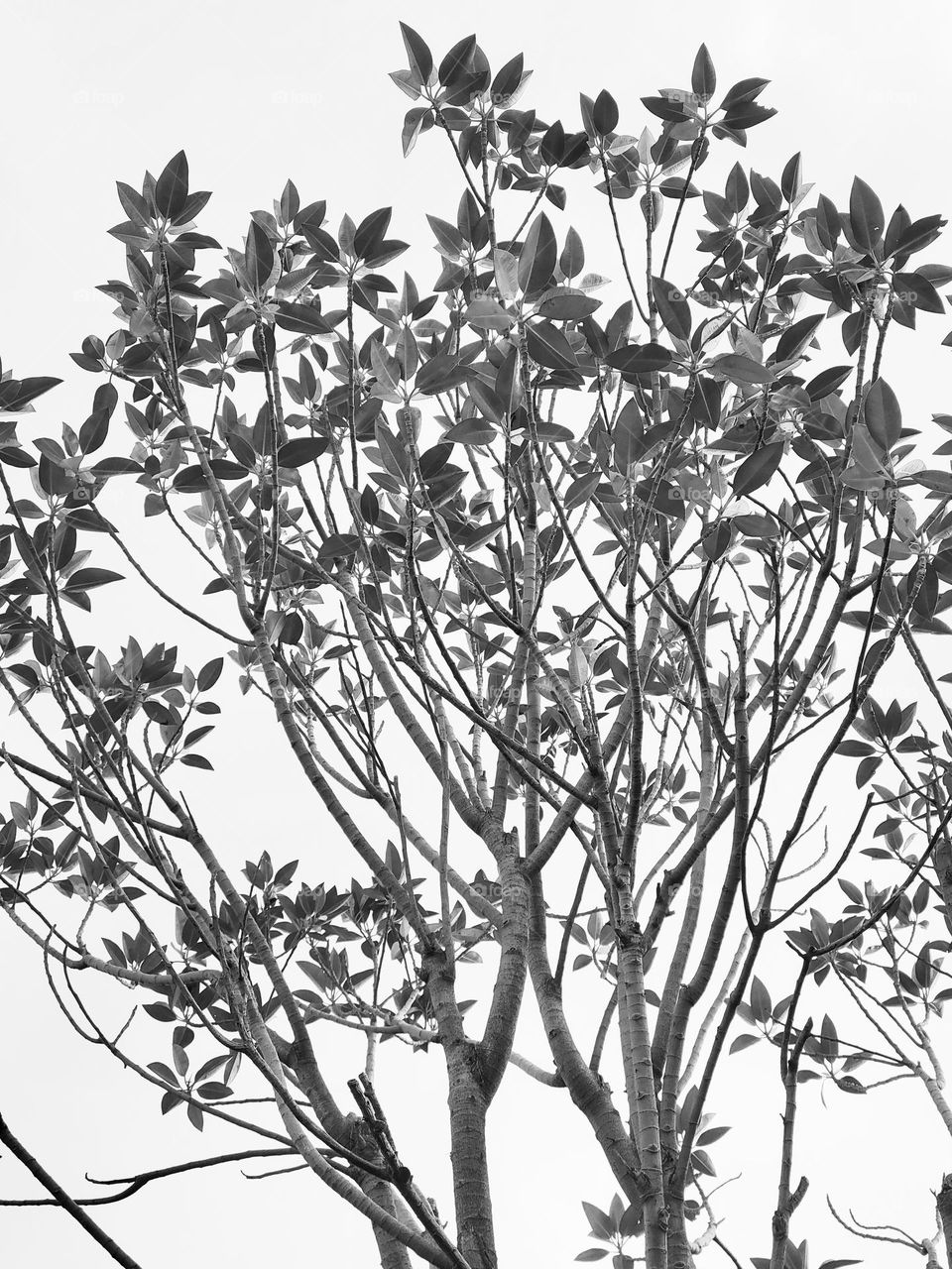 Tree - black and white