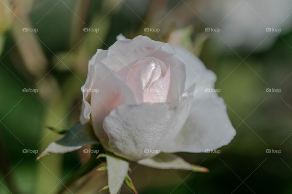 flower rose