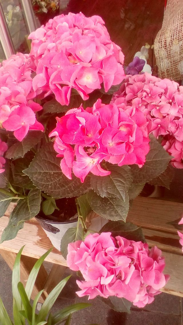 Pink beautiful flower in houseplant