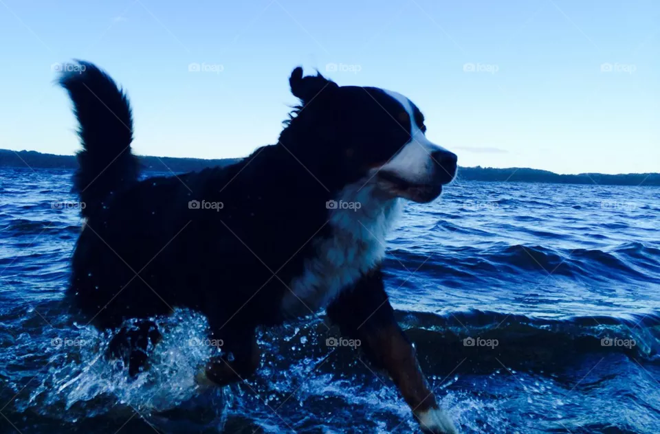Dog