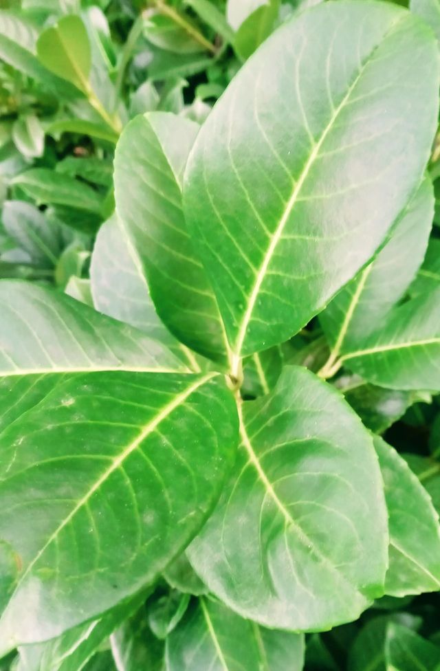 plant
