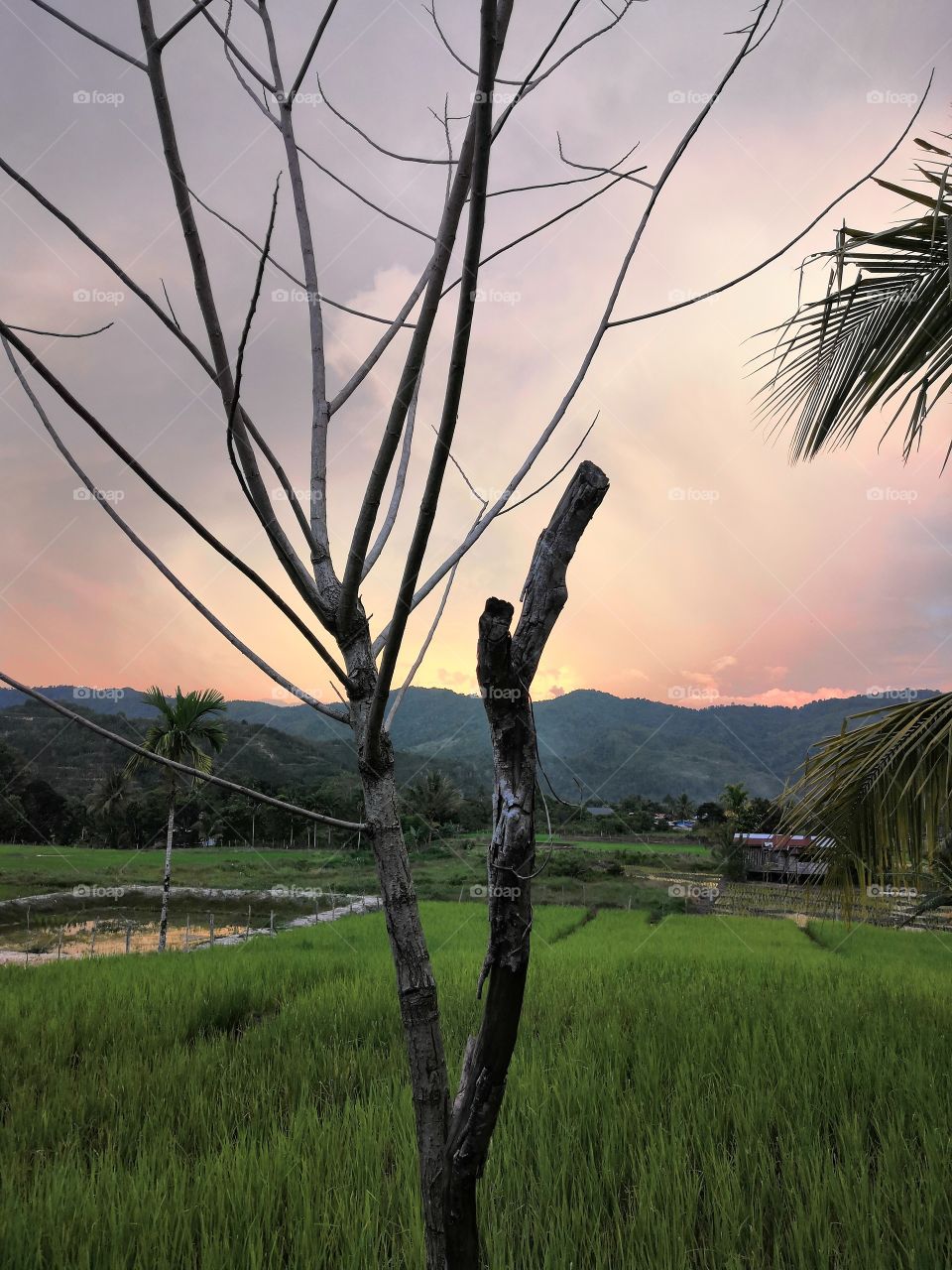 the sunset in my village. the paddy field with a green leaf make the scene look so amazing.