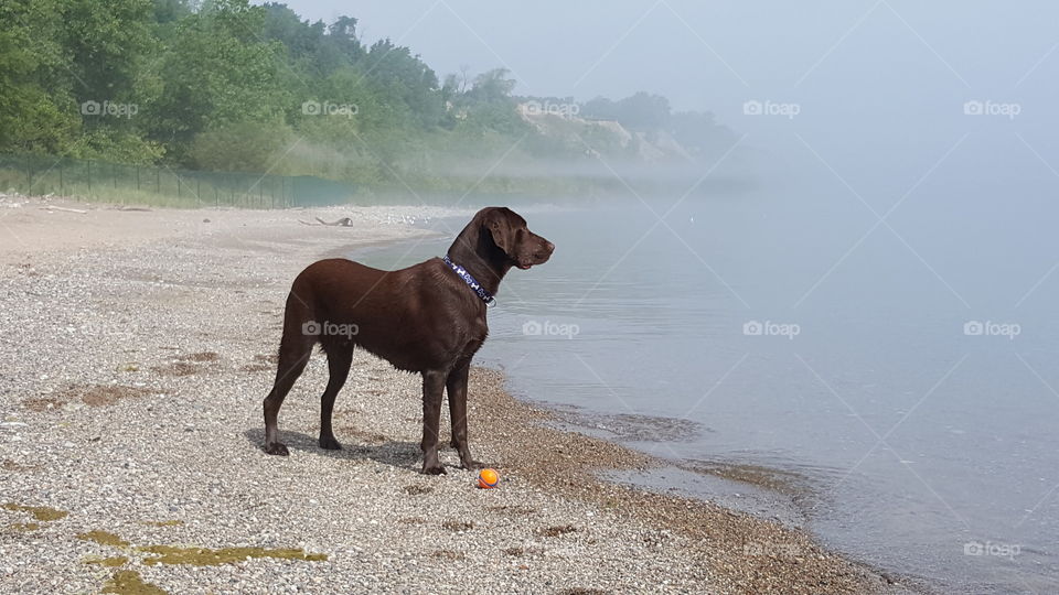 Chocolate Lab watching the fog roll in over lake