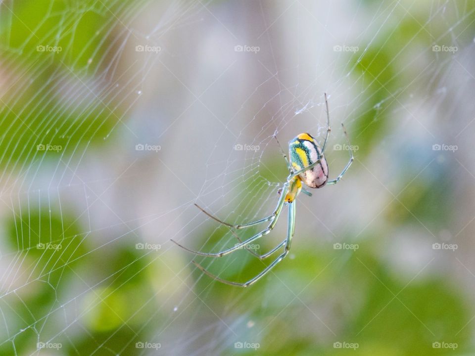 Venusta Orchard Spider