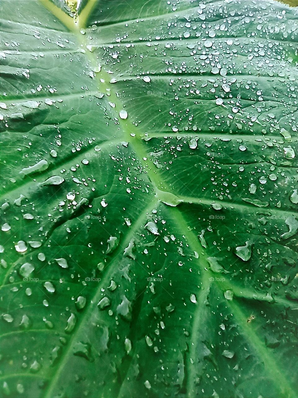 leaf with dewdrops
