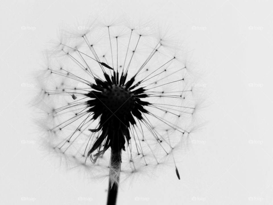 Close up of dandelion seeds