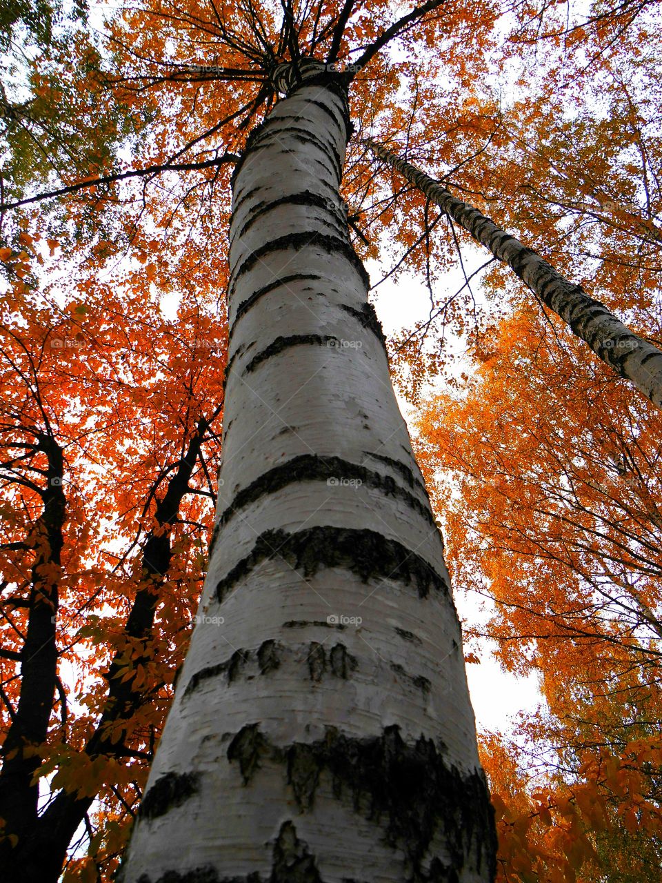 Fall, Tree, Leaf, Wood, No Person