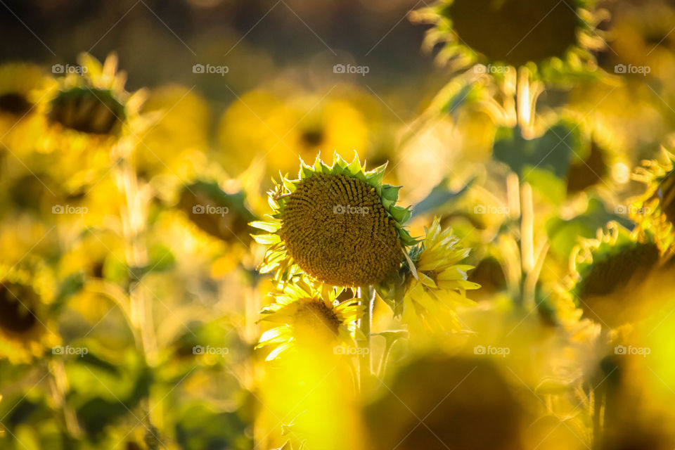 Sunflower field in the light of a sunset