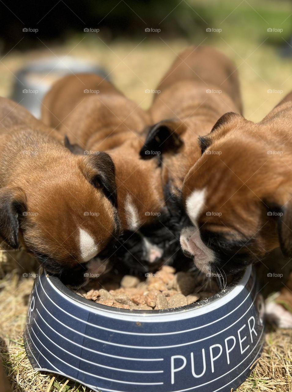 Feeding time