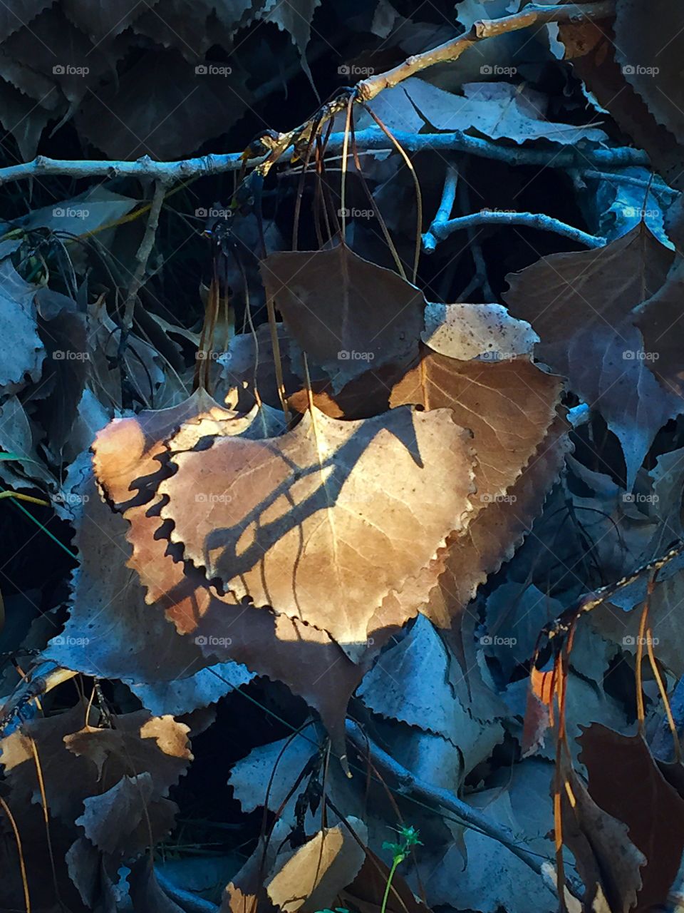 Evening's Last Light